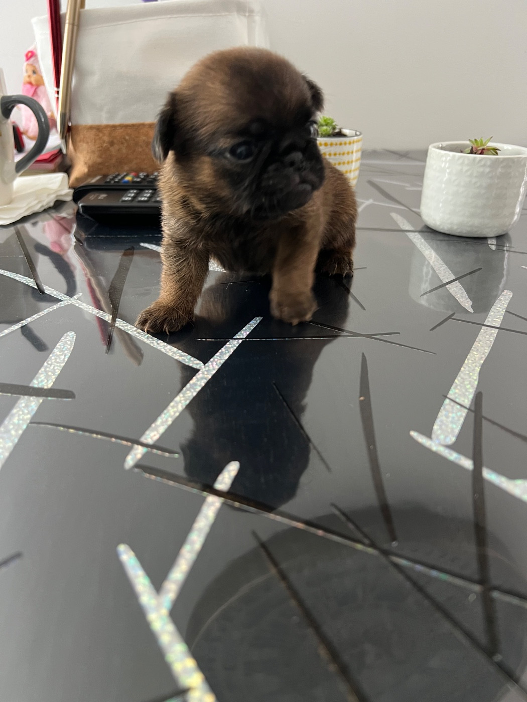 Chiot Petit Brabançon des P'tits Coeurs De Katiouchka