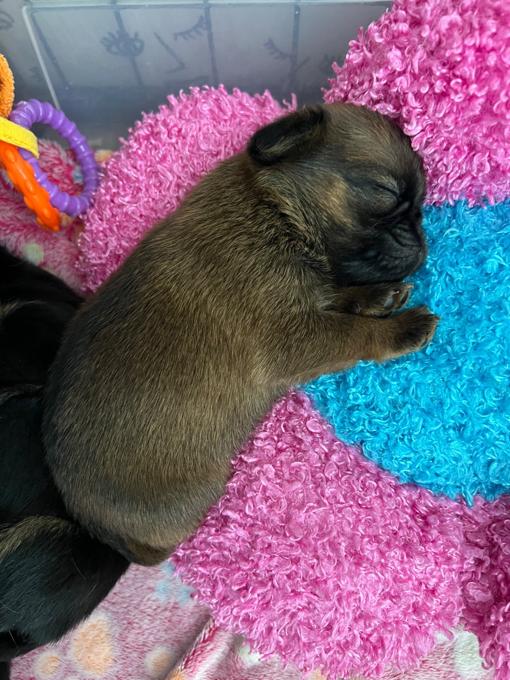 des P'tits Coeurs De Katiouchka - Chiots disponibles - Petit Brabançon