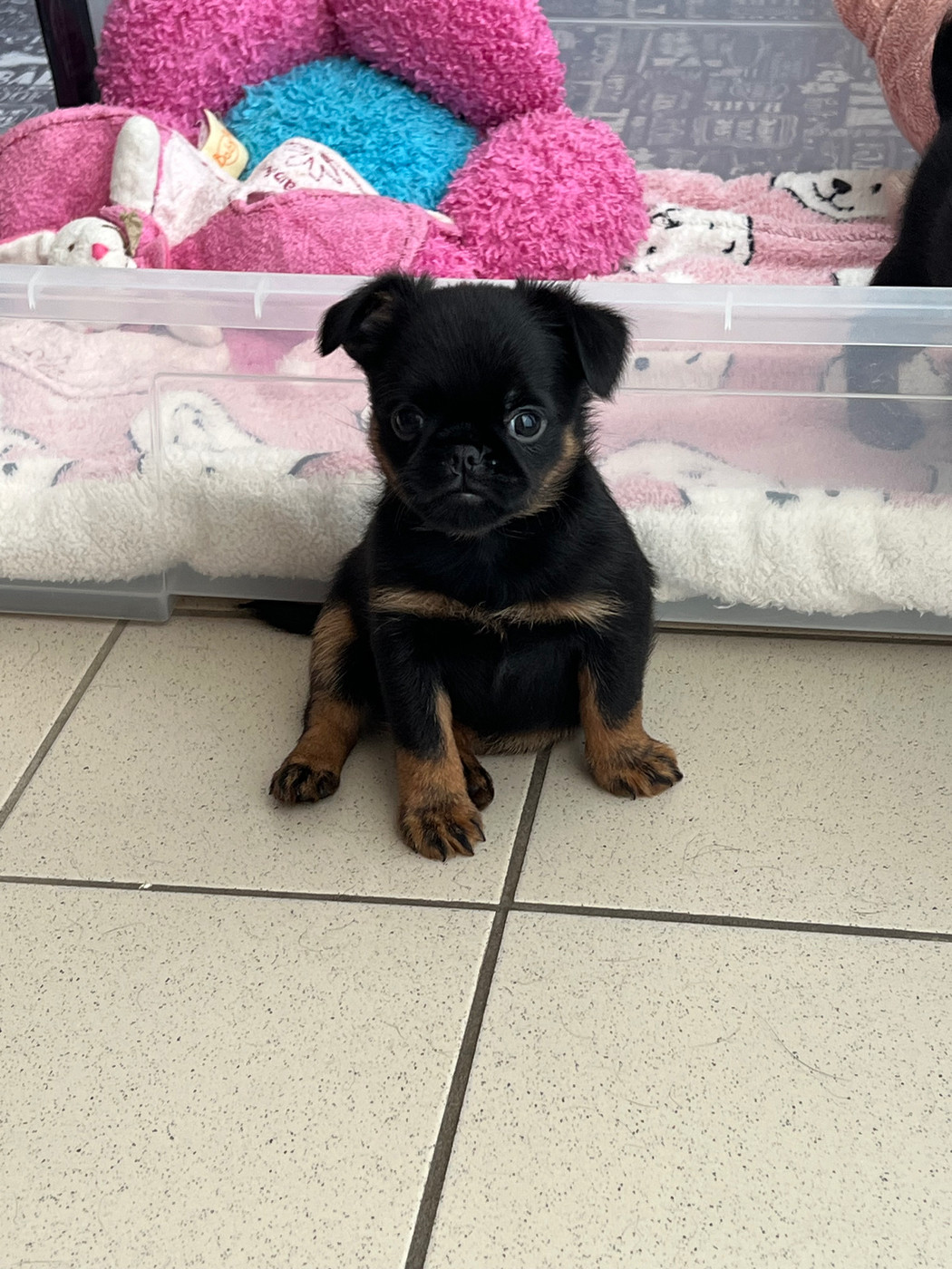 des P'tits Coeurs De Katiouchka - Chiots disponibles - Griffon belge