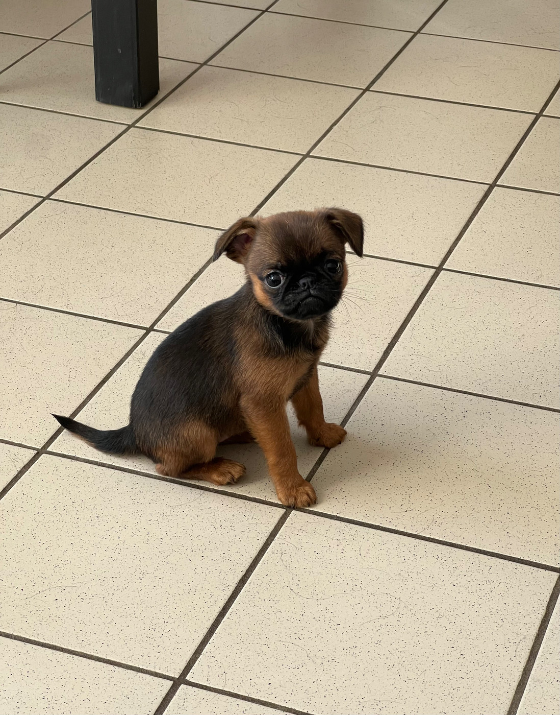 des P'tits Coeurs De Katiouchka - Chiots disponibles - Petit Brabançon