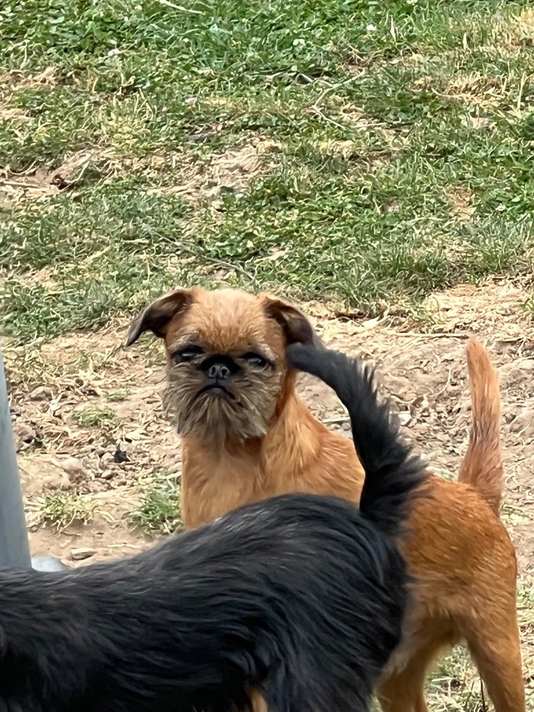 des P'tits Coeurs De Katiouchka - Chiots disponibles - Griffon bruxellois