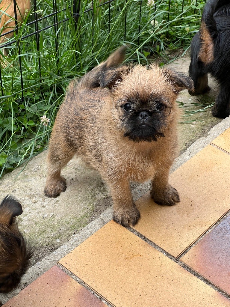 des P'tits Coeurs De Katiouchka - Chiots disponibles - Griffon bruxellois