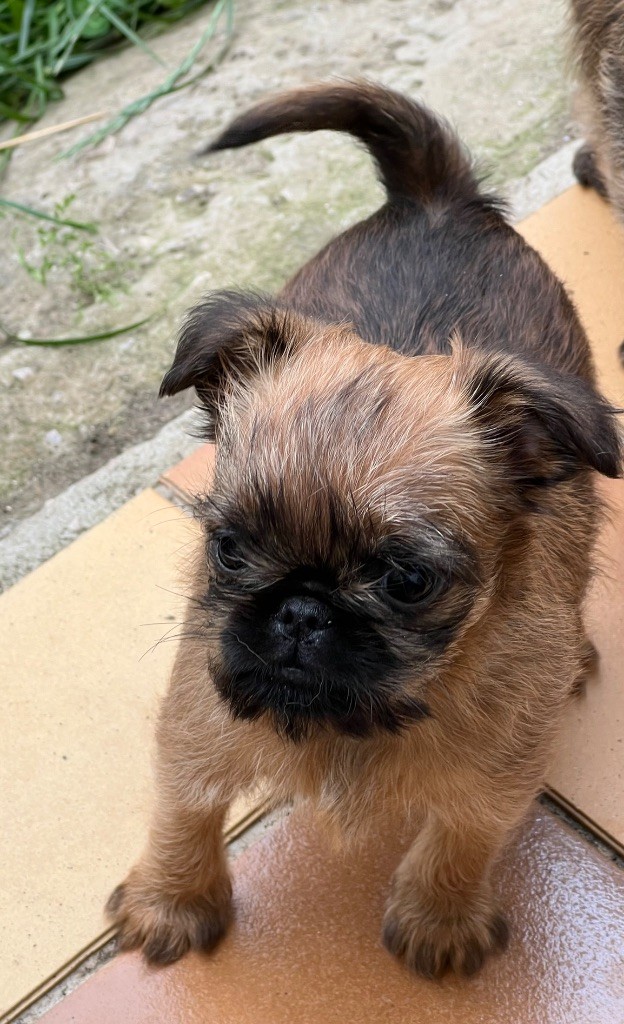 des P'tits Coeurs De Katiouchka - Chiots disponibles - Griffon bruxellois