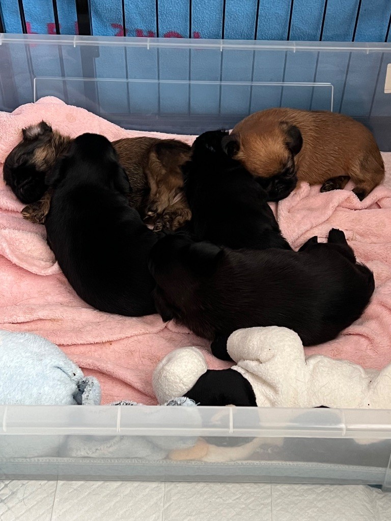 Chiot Petit Brabançon des P'tits Coeurs De Katiouchka