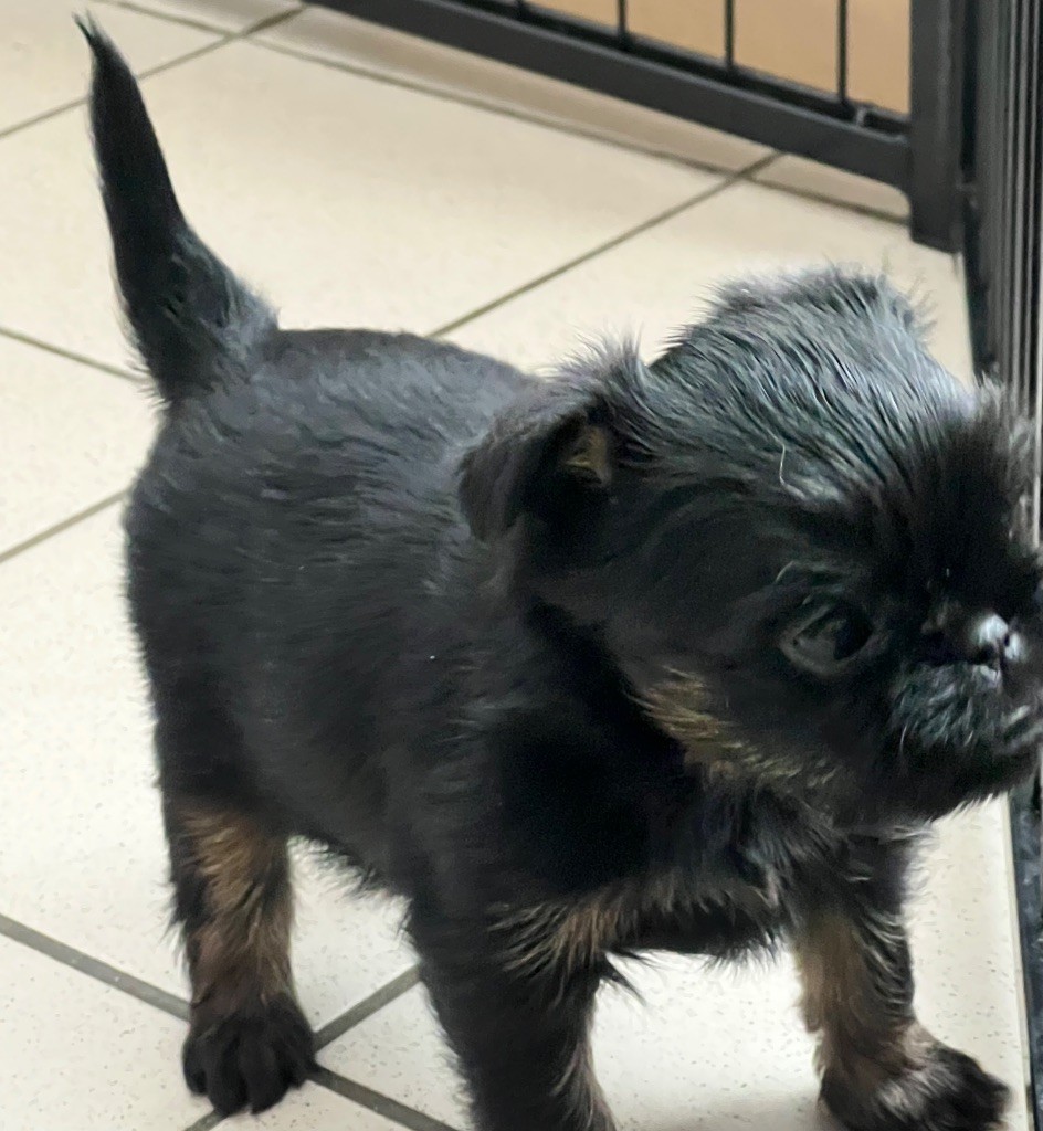 des P'tits Coeurs De Katiouchka - Chiots disponibles - Griffon bruxellois