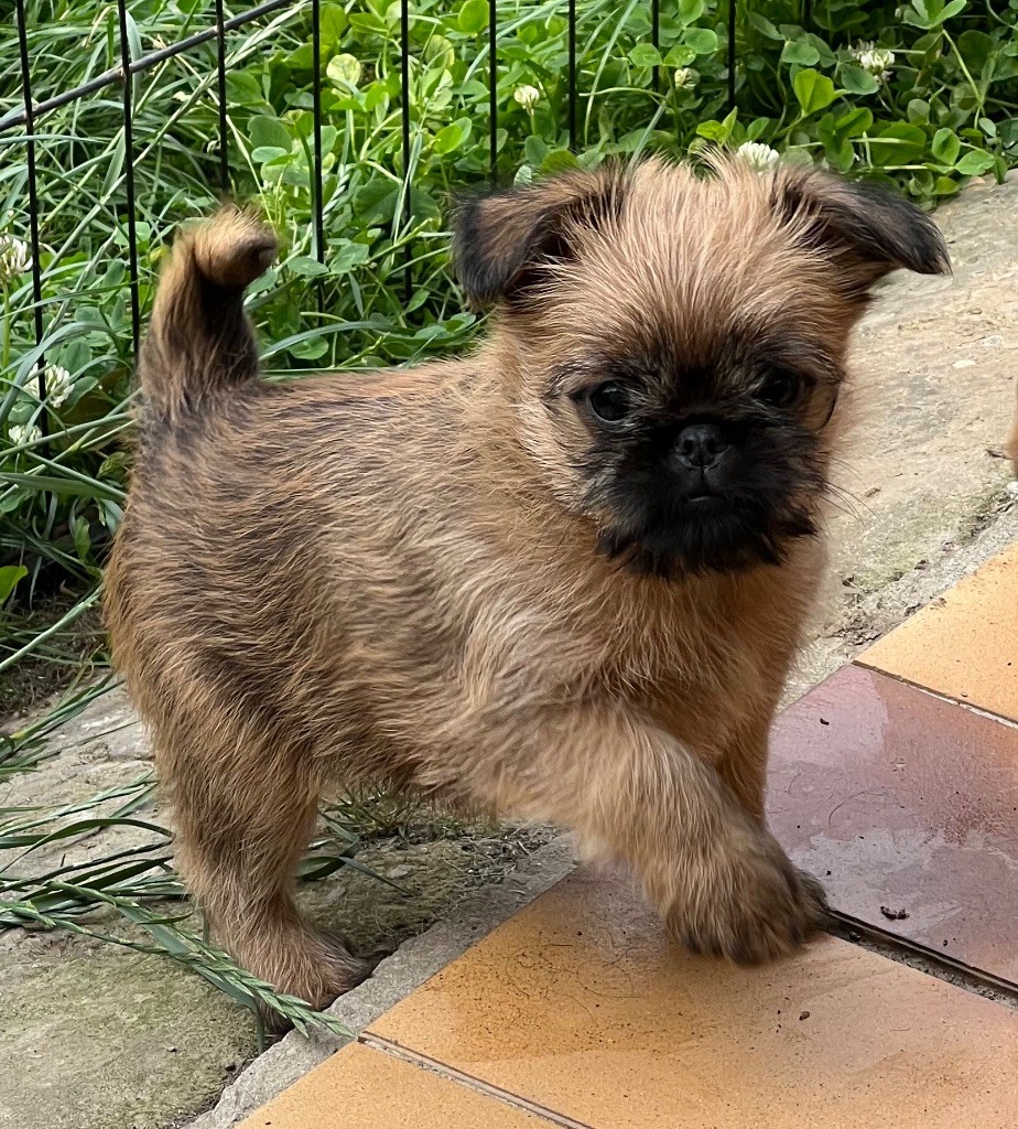 des P'tits Coeurs De Katiouchka - Chiots disponibles - Griffon bruxellois