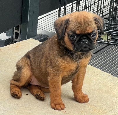 CHIOT 3