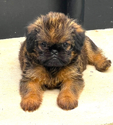 CHIOT 2