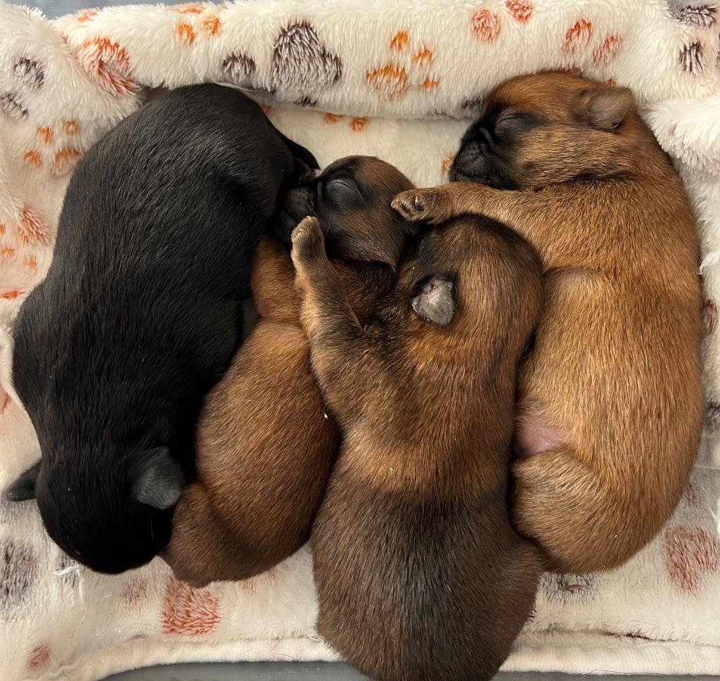 des P'tits Coeurs De Katiouchka - Chiots disponibles - Griffon bruxellois