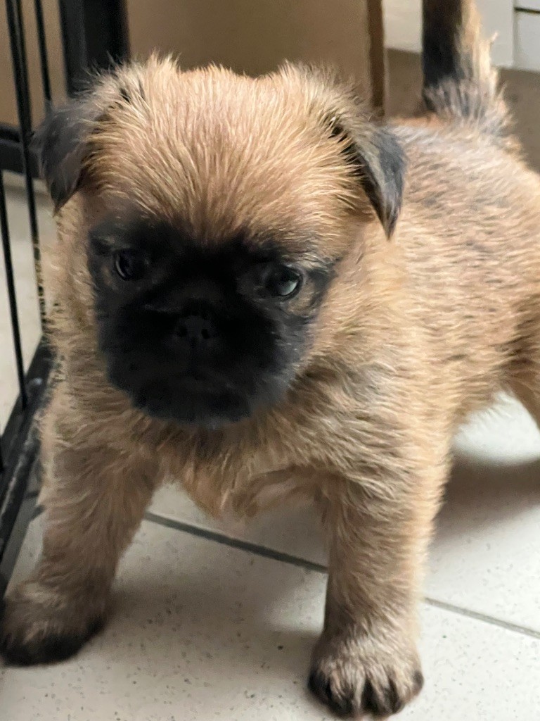 des P'tits Coeurs De Katiouchka - Chiots disponibles - Griffon bruxellois