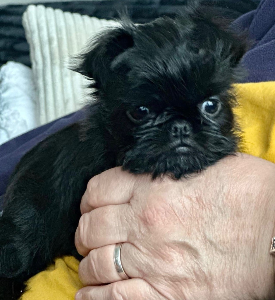 des P'tits Coeurs De Katiouchka - Chiots disponibles - Petit Brabançon