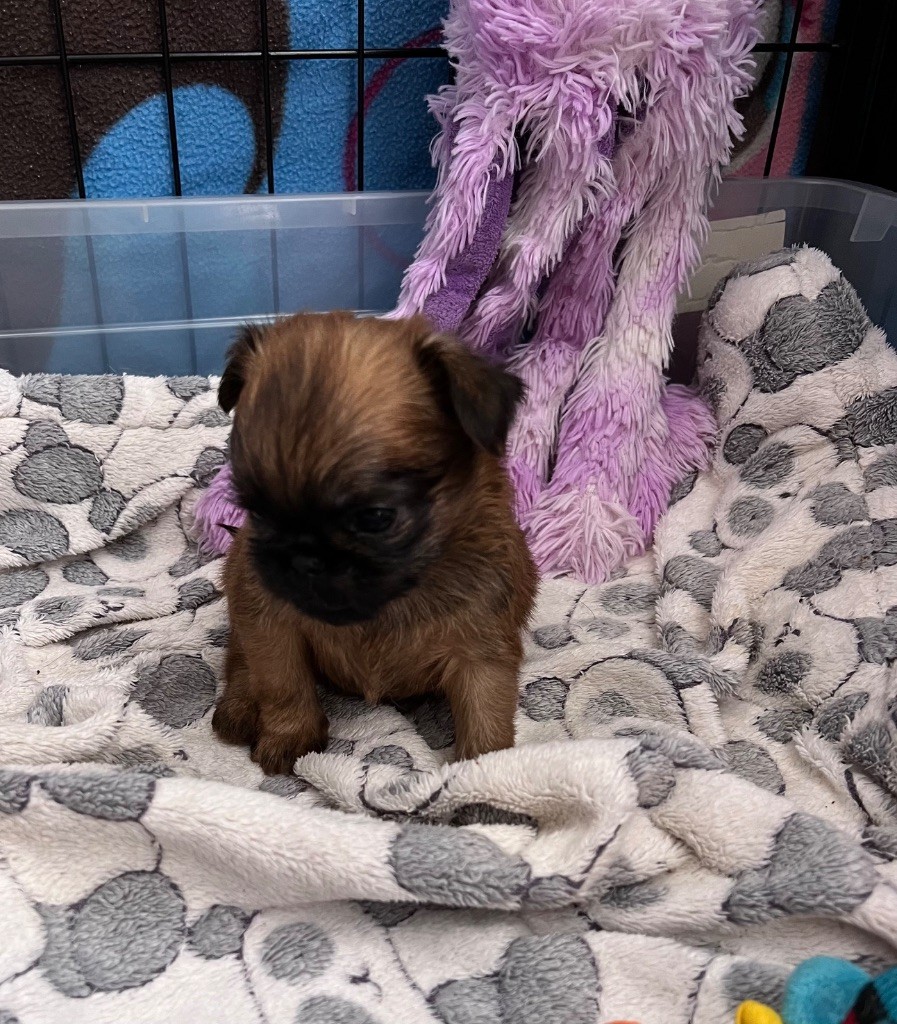 des P'tits Coeurs De Katiouchka - Chiots disponibles - Griffon bruxellois